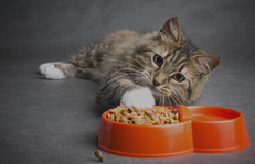 Best Cat Food Brands